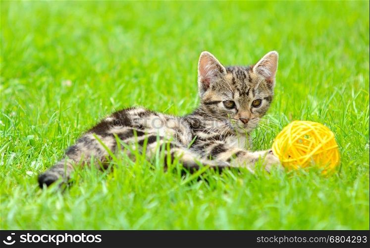 Small kitten is playing with ball in the garden.