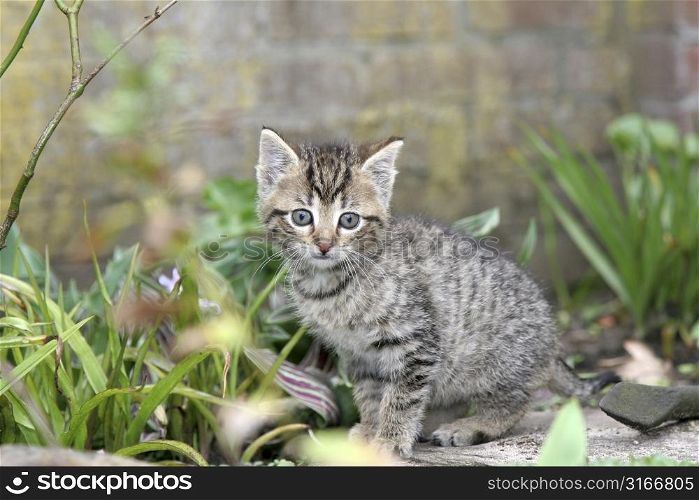 Small kitten looking curiously into the garden