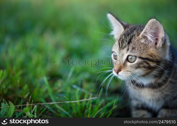 Small kitten sit in green grass cute cat portrait with copy space