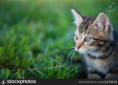 Small kitten sit in green grass cute cat portrait with copy space