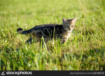 Small kitten walk in green grass cute cat portrait with copy space