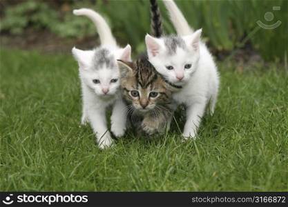 Small kittens walking in the garden close together