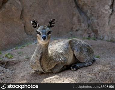 Small Kopje or Klipspringer deer facing forward and staring at the camera with a smile