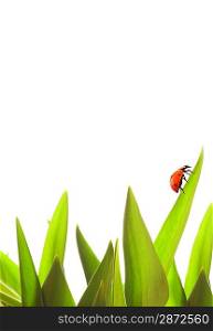 Small ladybug on green grass isolated on white