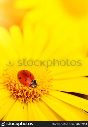 Small ladybug sleeping on yellow flower&acute;s petals