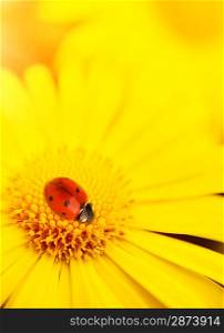 Small ladybug sleeping on yellow flower&acute;s petals