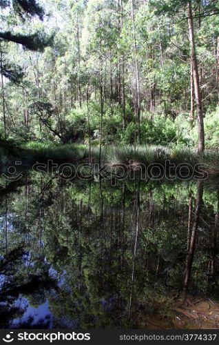 Small lake in the forest in Horton plains national park, Sri Lanka