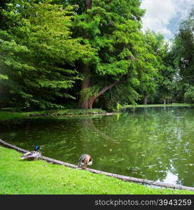 small lake in the woods