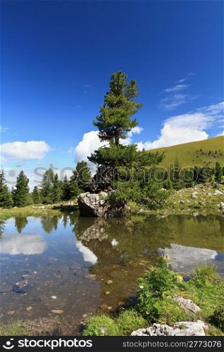 small lake with a fir in high Gardena valley, Alto Adige, Italy