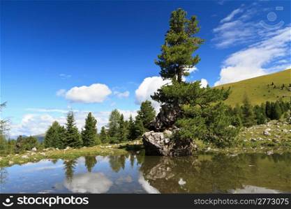 small lake with a fir on a rock in high Gardena valley, Alto Adige, Italy