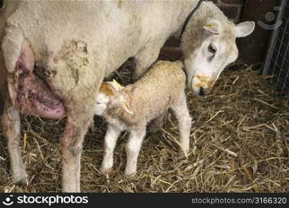 Small lamb drinking from it&acute;s mothers tit