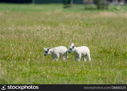 small lamb playing