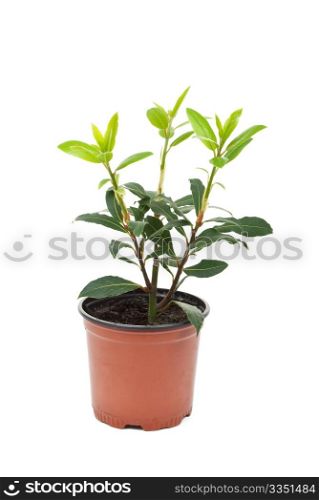 Small laurel tree in the pot