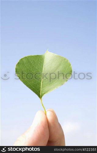 Small leaf in hand