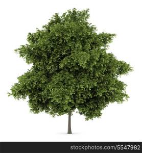 small-leaved lime tree isolated on white background
