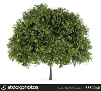 small-leaved lime tree isolated on white background