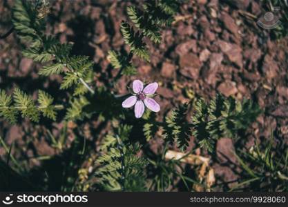 small lilac erodium flower on the ground of a field