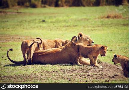 Small lion cubs with mother on savannah. Ngorongoro crater in Tanzania, Africa.