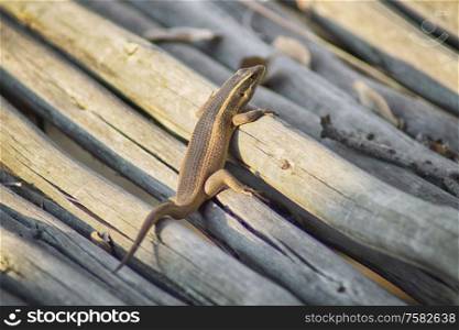 Small lizard climbing a pile of branches uder the hot sun in South Africa