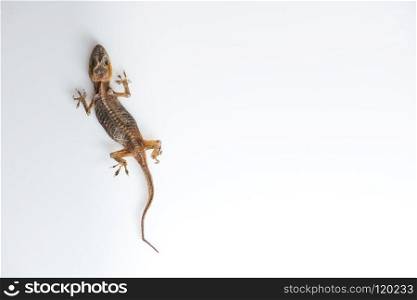 small lizard dry dead on a white background