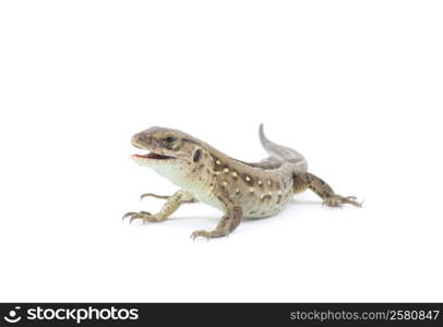 Small lizard isolated on white