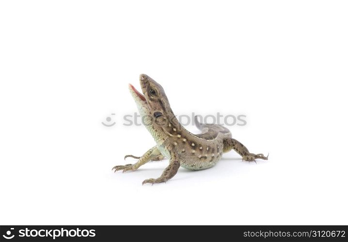 Small lizard isolated on white