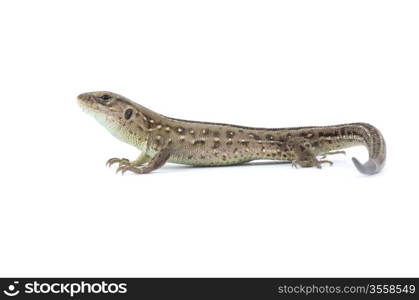 Small lizard isolated on white