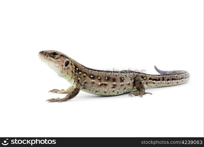 Small lizard isolated on white