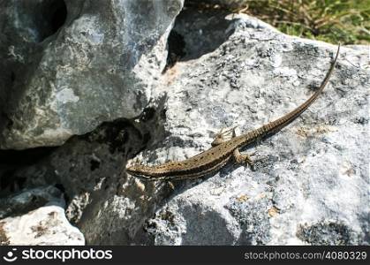 Small lizard on rock with lichen closeup in sunny day