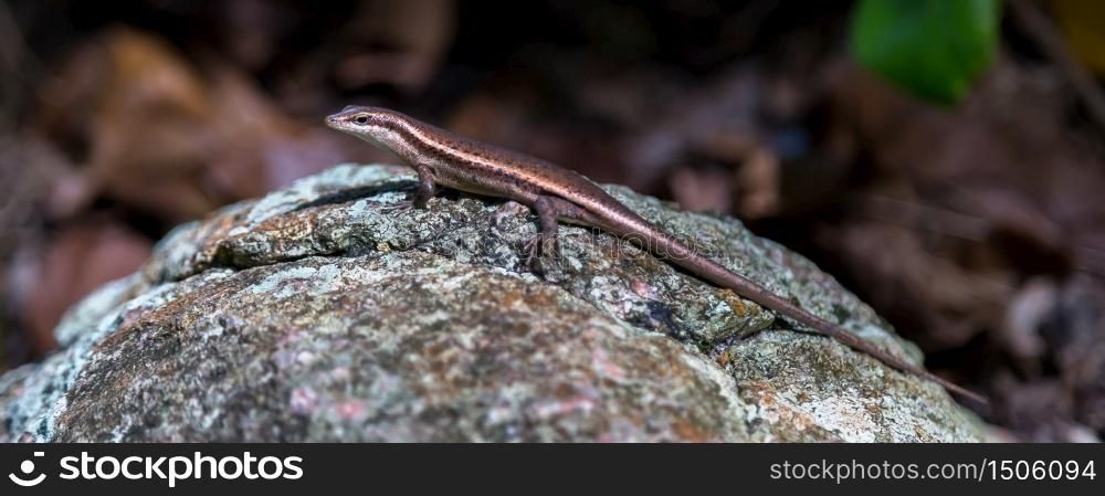 Small lizard on the stone with a beautiful color