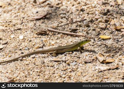 small lizard sunning on the floor