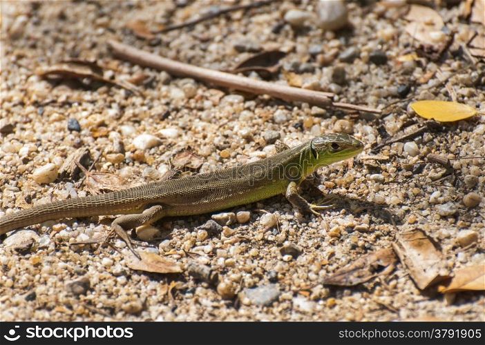 small lizard sunning on the floor