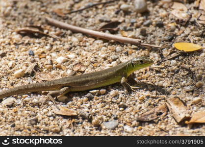 small lizard sunning on the floor