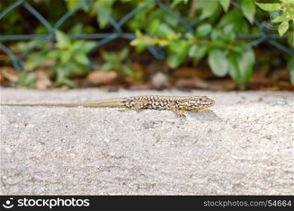 Small lizard that takes the sun on a low wall . Small lizard that takes the sun on a low wall in the city of Limone in Italy