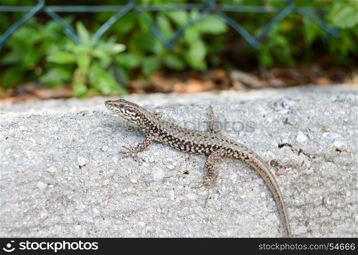 Small lizard that takes the sun . Small lizard that takes the sun on a low wall in the city of Limone in Italy