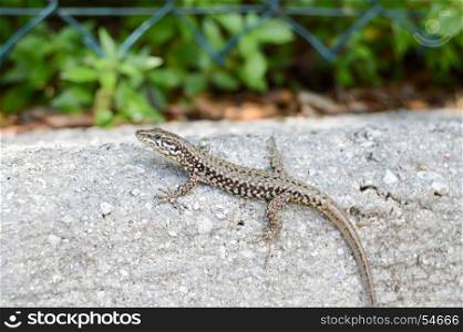Small lizard that takes the sun . Small lizard that takes the sun on a low wall in the city of Limone in Italy