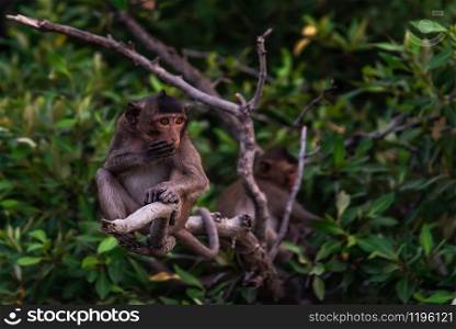 Small macaque, A little monkey (Crab-eating macaque) sitting on a branch in the evening, Thailand, Selective focus.