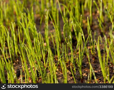 Small macro shot of newly growing grass seeds on a lawn in the early morning with dew