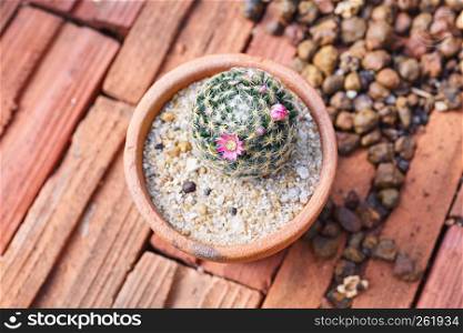 Small Mammillaria with mini flower blooming in brown cray pot on the brown bricks floor. Closeup.