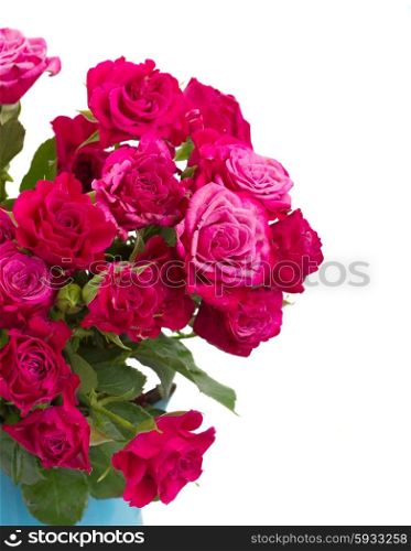 small mauve roses close up isolated on white background