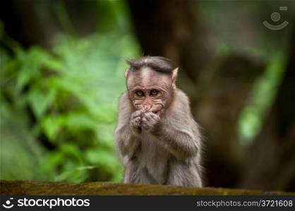 Small monkey eating food in bamboo forest. South India