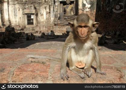 Small monkey on the wall in Phra Prang Sam Yot, Lop Buri, Thailand