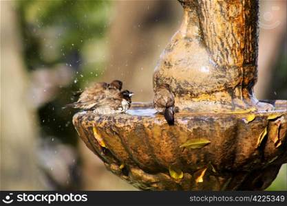 Small Mossie Birds Taking Afternoon Bath in Bird Bath