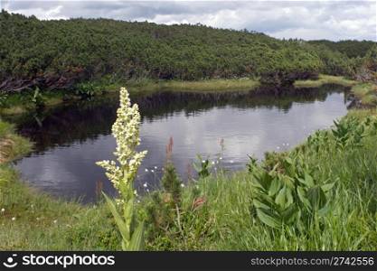 Small mountain pool on plateau and flower in front