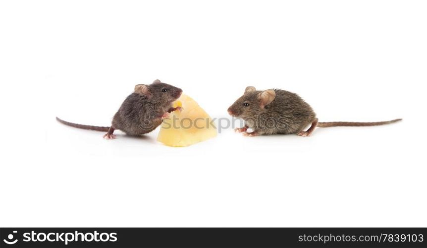 Small mouse isolated on a white background