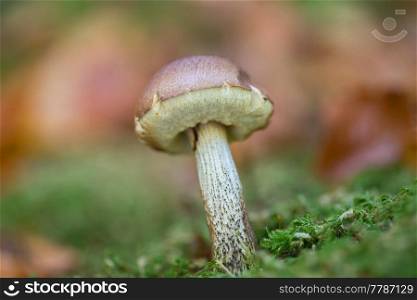 Small Mushroom growing out of soil with dry fallen leaves around