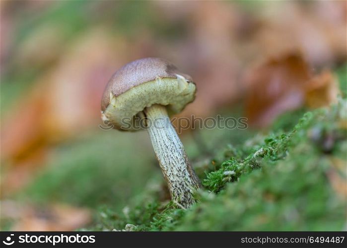 Small Mushroom growing out of soil with dry fallen leaves around. Mushroom