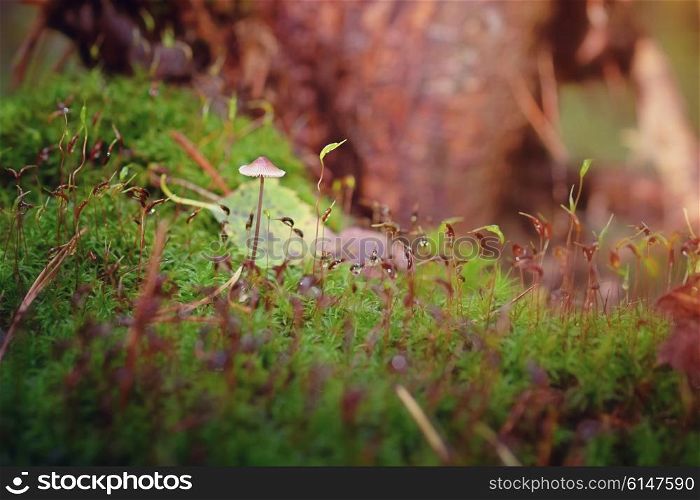 Small mushroom in wet strong moss closeup