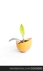 Small new plant growing in an eggshell