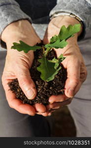 Small oak and soil in the hands of a woman